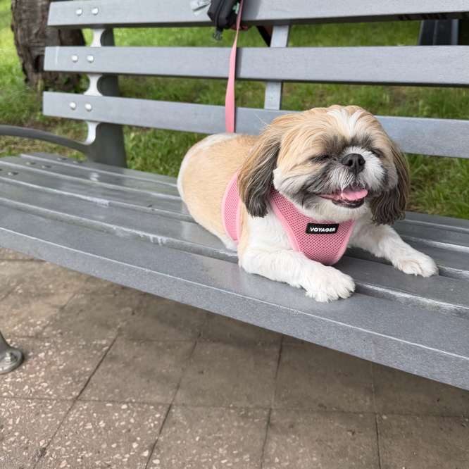 Lola in a pink harness, lying on a park bench with a big happy smile