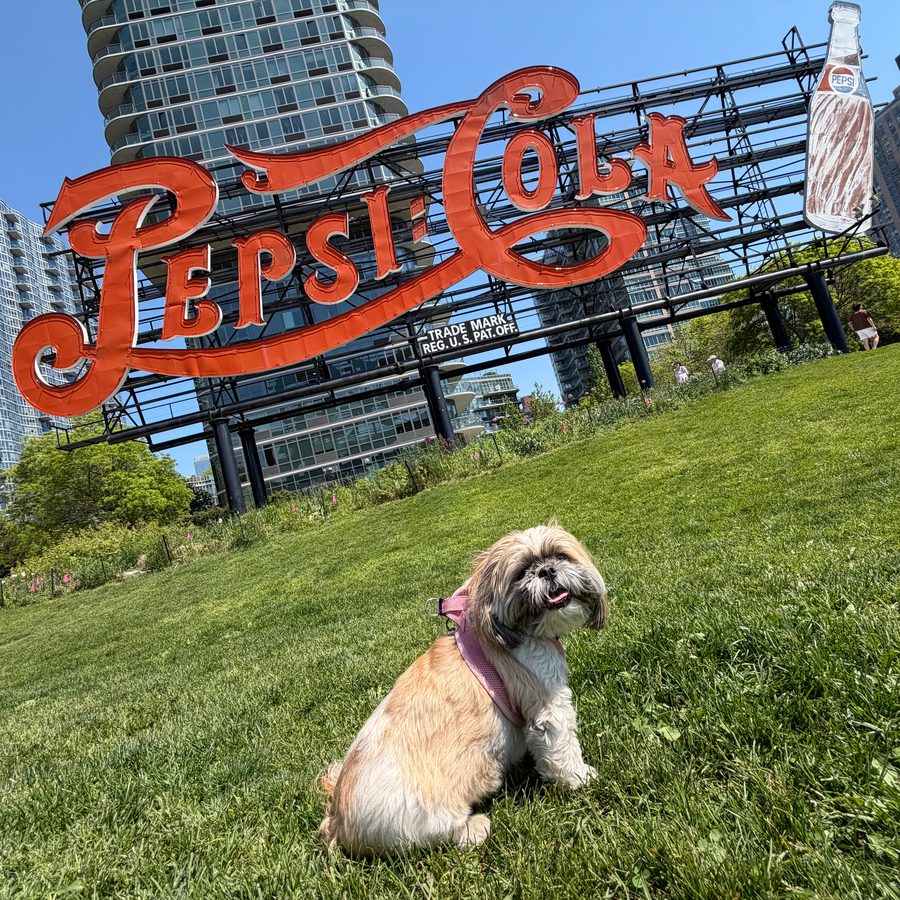 Lola in a pink harness, sitting on the grass in front of the big red Pepsi-Cola sign and tall city buildings